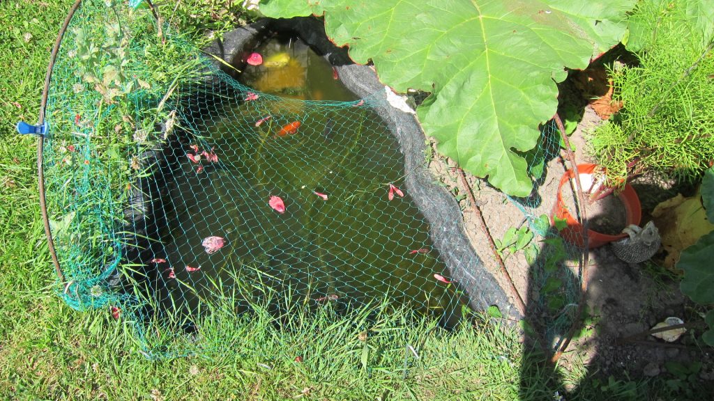 Allotment fish (soon to be frogs!)