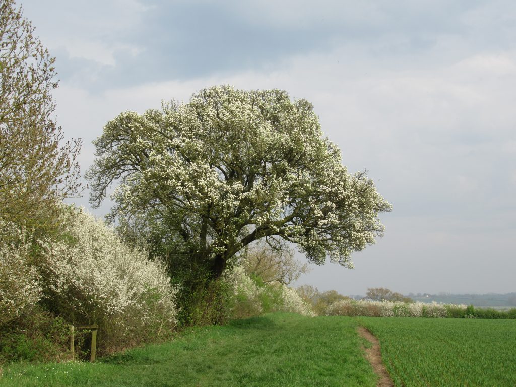 Ancient Pear Tree